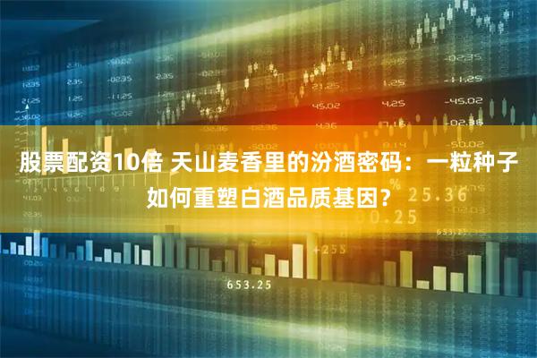 股票配资10倍 天山麦香里的汾酒密码：一粒种子如何重塑白酒品质基因？
